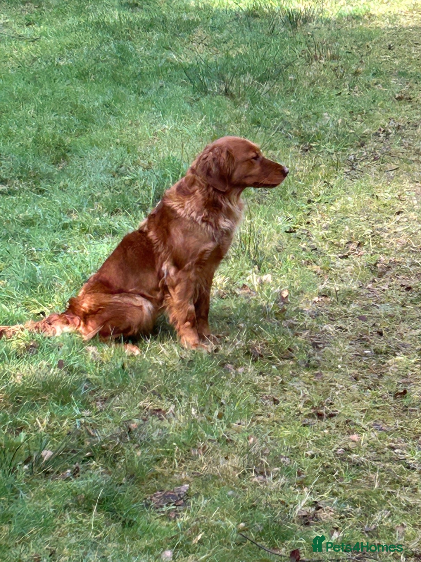 Golden Retriever dogs Very Dark Golden Retriever Puppies  - Advert 1
