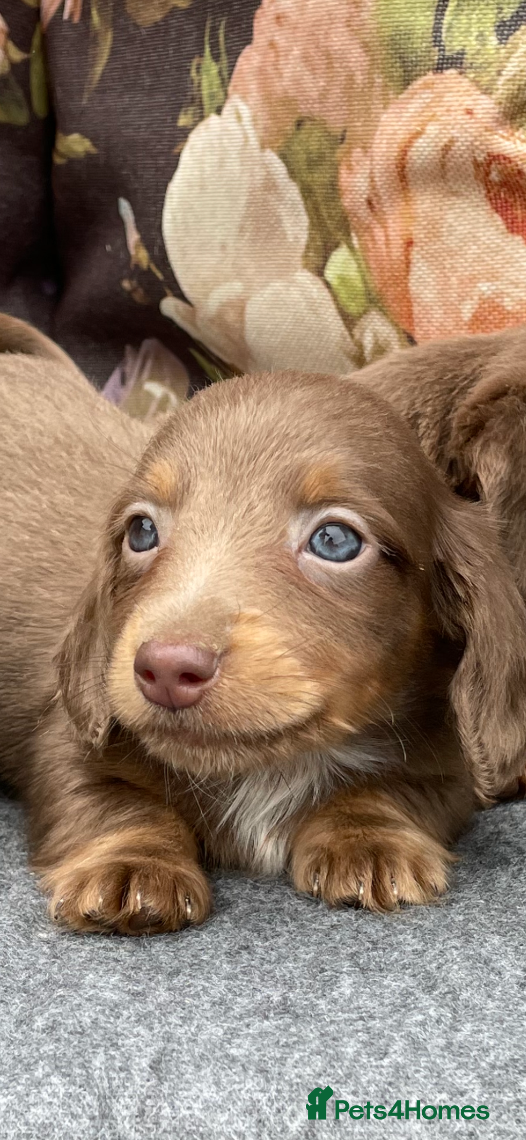 Miniature Dachshund dogs for sale: Miniature longhair dachshund puppies  - Image 8