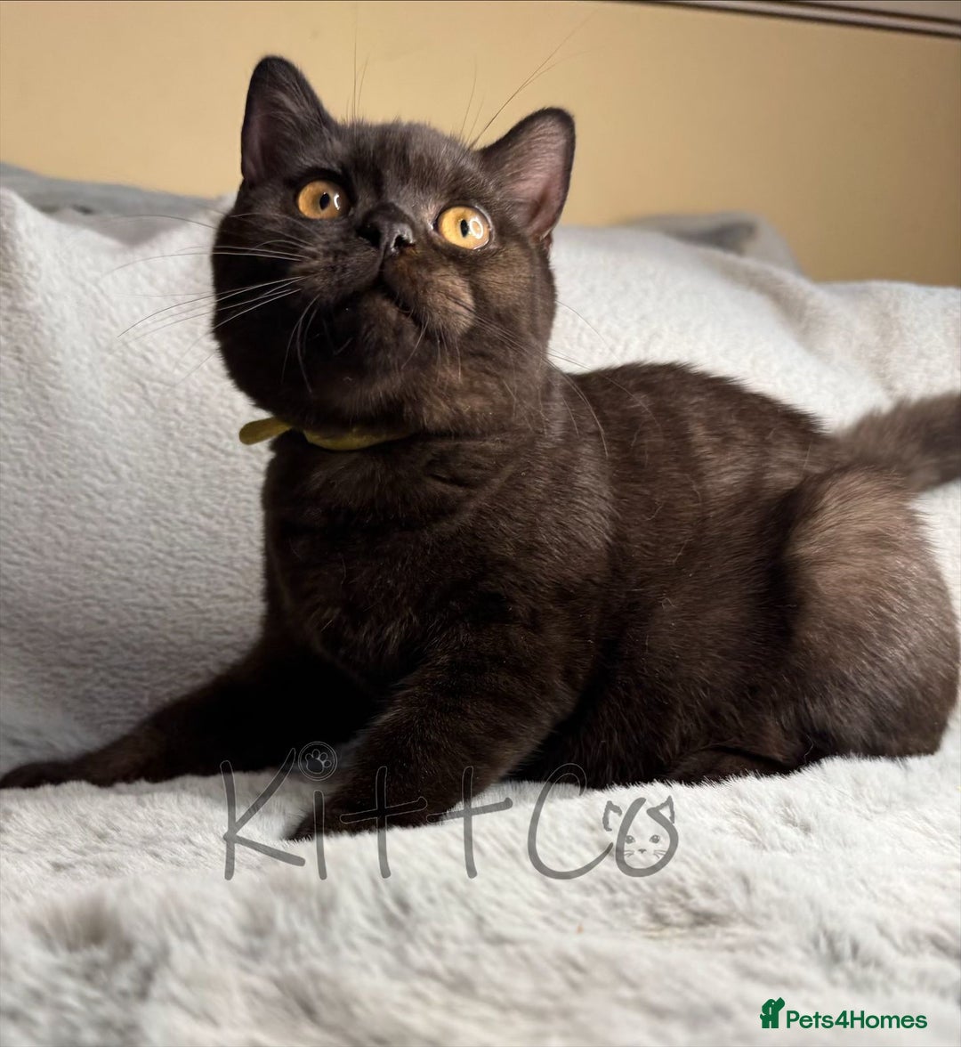 British Shorthair cats for sale: LAST 2 GCCF BSH Kittens – Ready NOW!! in Slough - Image 24