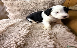 Mixed Breed dogs for sale: Golden Sheepadoodle Pups 3 Male 5 Female - Image 7