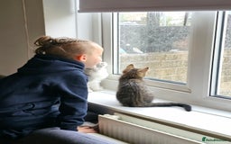 Persian cats for sale: Tabby female with full set up ready to go. - Image 3
