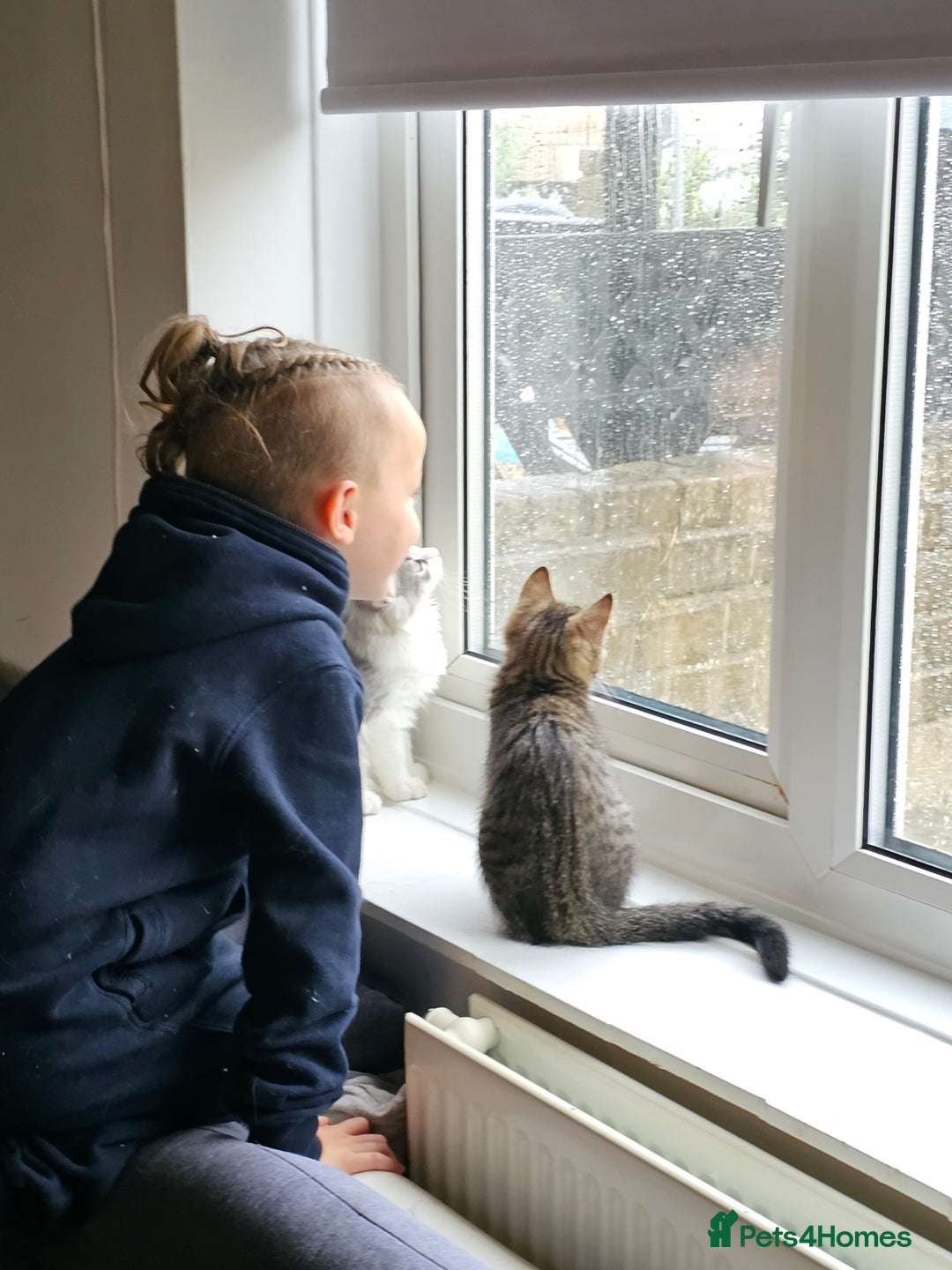 Persian cats for sale: Tabby female with full set up ready to go. - Image 3