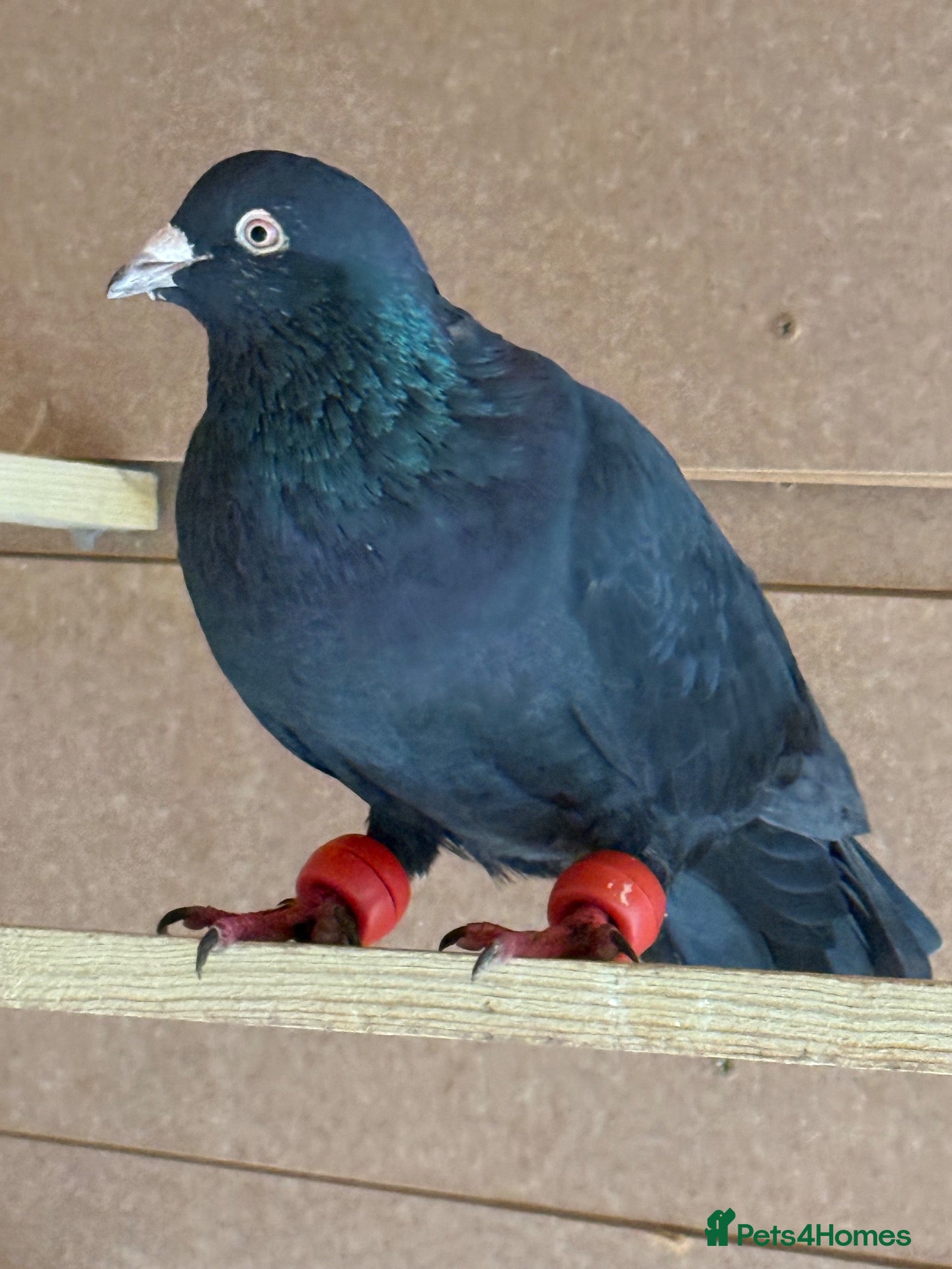 Pigeons birds for sale: Afghani pigeons & 6 Female Racing for Sale  - Advert 20