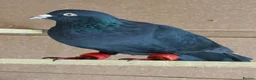 Pigeons birds for sale: Afghani pigeons & 6 Female Racing for Sale  in London - Advert 4