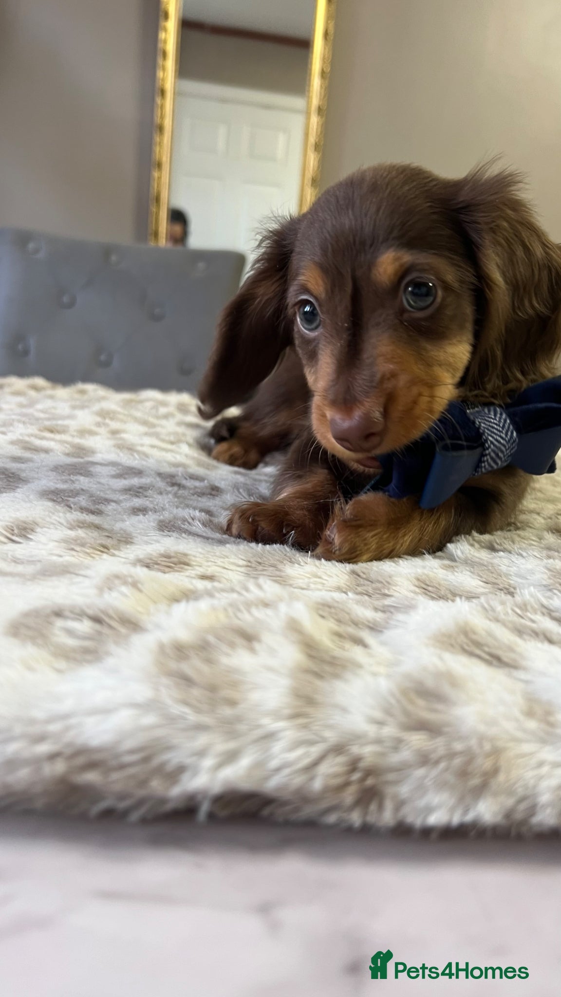 Miniature Dachshund dogs 🐾 Stunning Chocolate Cream Mini Longhair Boys ✨🐶 - Advert 5