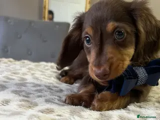 Miniature Dachshund dogs 🐾 Stunning Chocolate Cream Mini Longhair Boys ✨🐶 - Advert 5