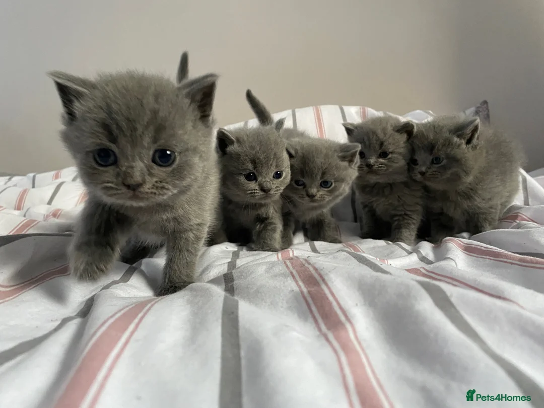 British Shorthair cats for sale: British blue shorthair x British blue long hair  - Advert 5