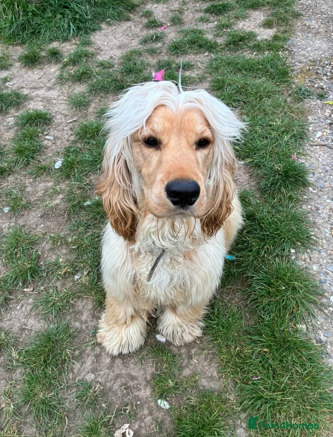 Cocker Spaniel dogs for sale: 1 year old male spaniel  in Sittingbourne - Advert 3