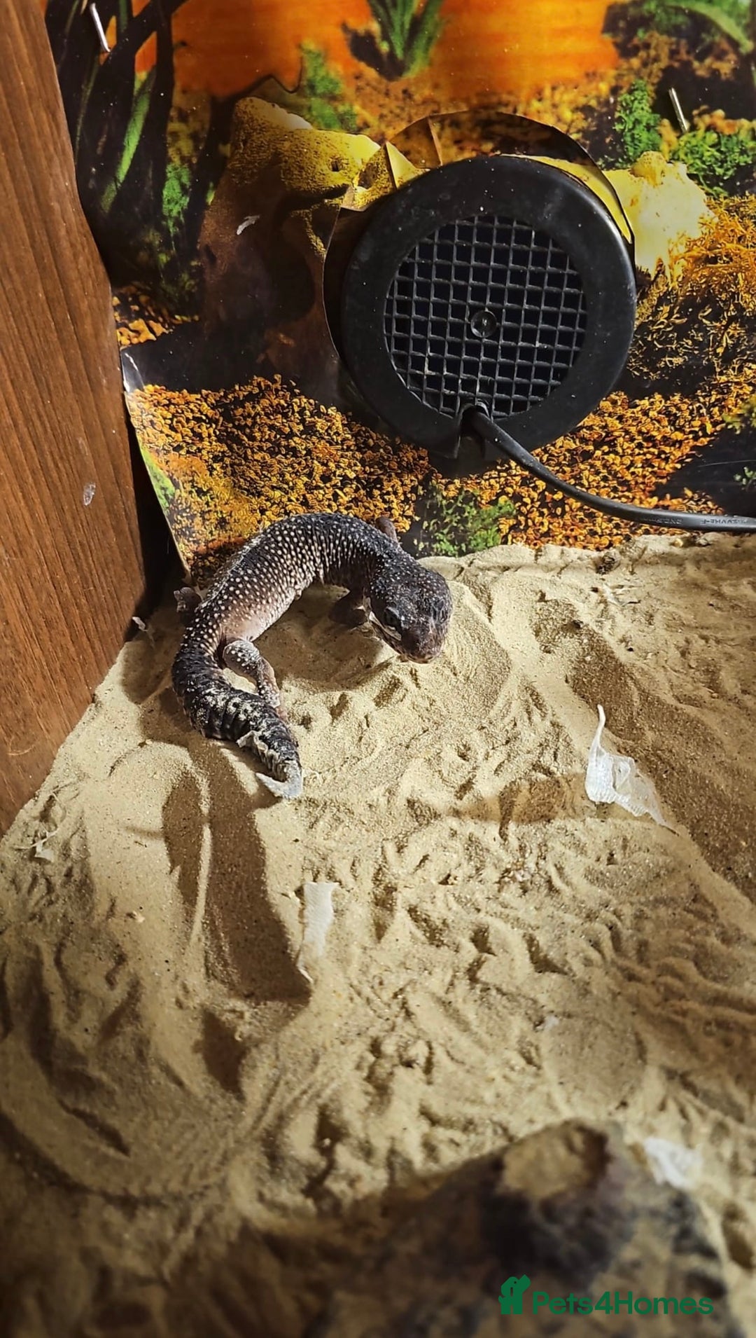 Leopard Gecko reptiles for sale: 4 leopard Geckos 1 black knight gecko - Advert 2