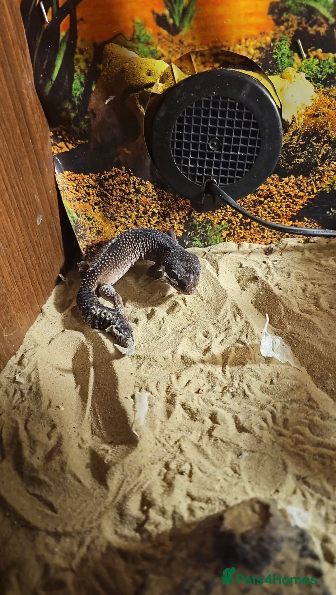 Leopard Gecko reptiles for sale: 4 leopard Geckos 1 black knight gecko - Advert 2