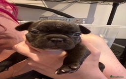 Mixed Breed dogs for sale: Frenchtons - Boston Terrier x Frenchie - Image 22