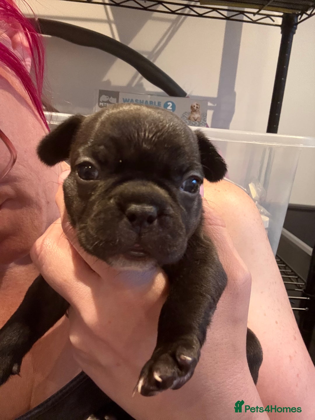 Mixed Breed dogs for sale: Frenchtons - Boston Terrier x Frenchie - Image 22