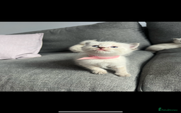 Ragdoll cats for sale: Gorgeous pedigree Ragdoll kittens for sale  - Image 10