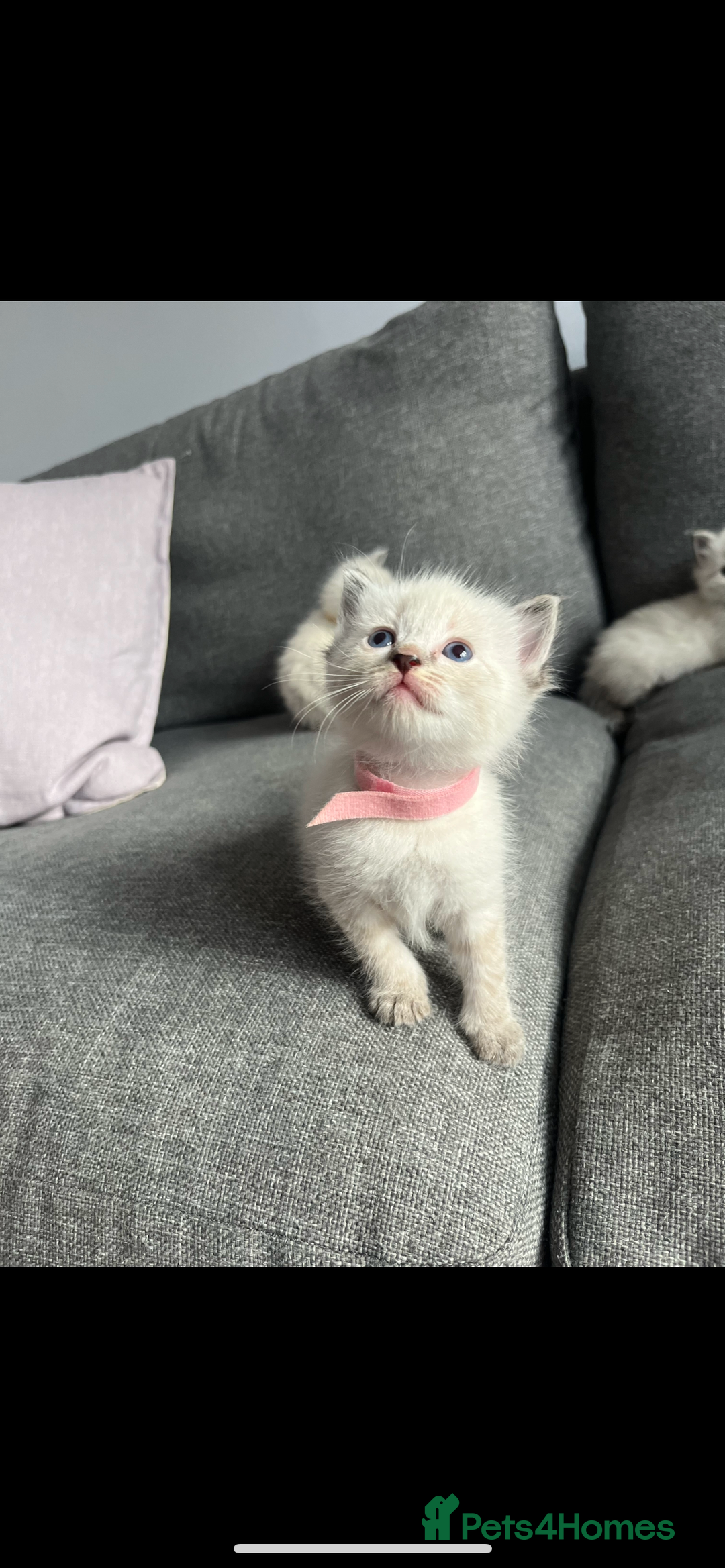Ragdoll cats for sale: Gorgeous pedigree Ragdoll kittens for sale  - Image 10