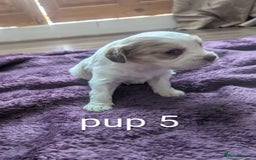 Sprocker dogs for sale: 5 sprocker puppies for sale - Image 15