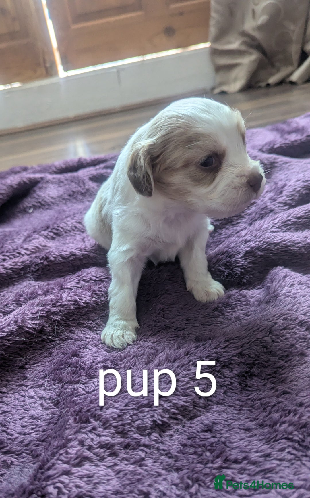 Sprocker dogs for sale: 5 sprocker puppies for sale - Image 15