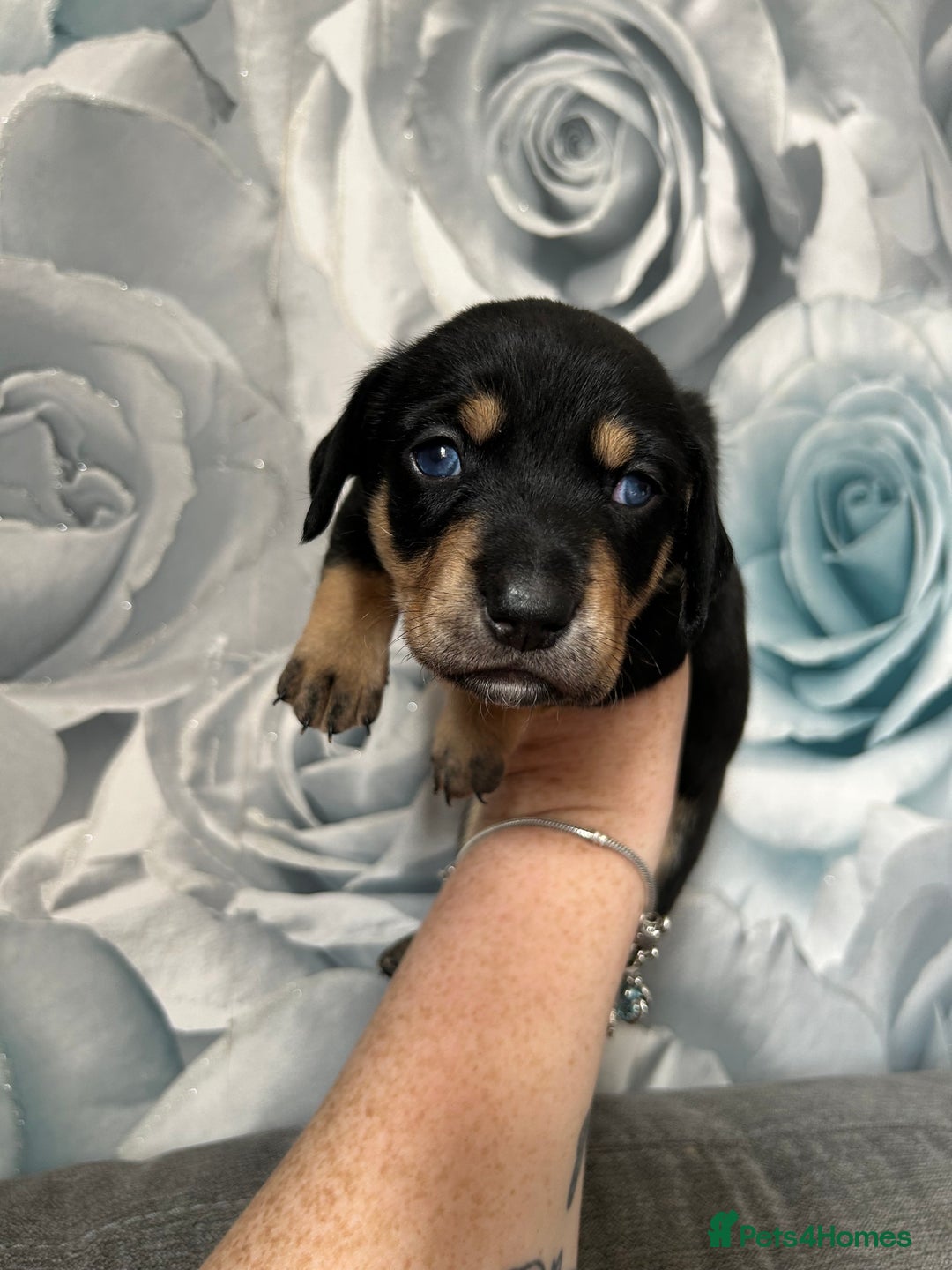 Mixed Breed dogs for sale: Husky cross dashound rare breed  - Image 12