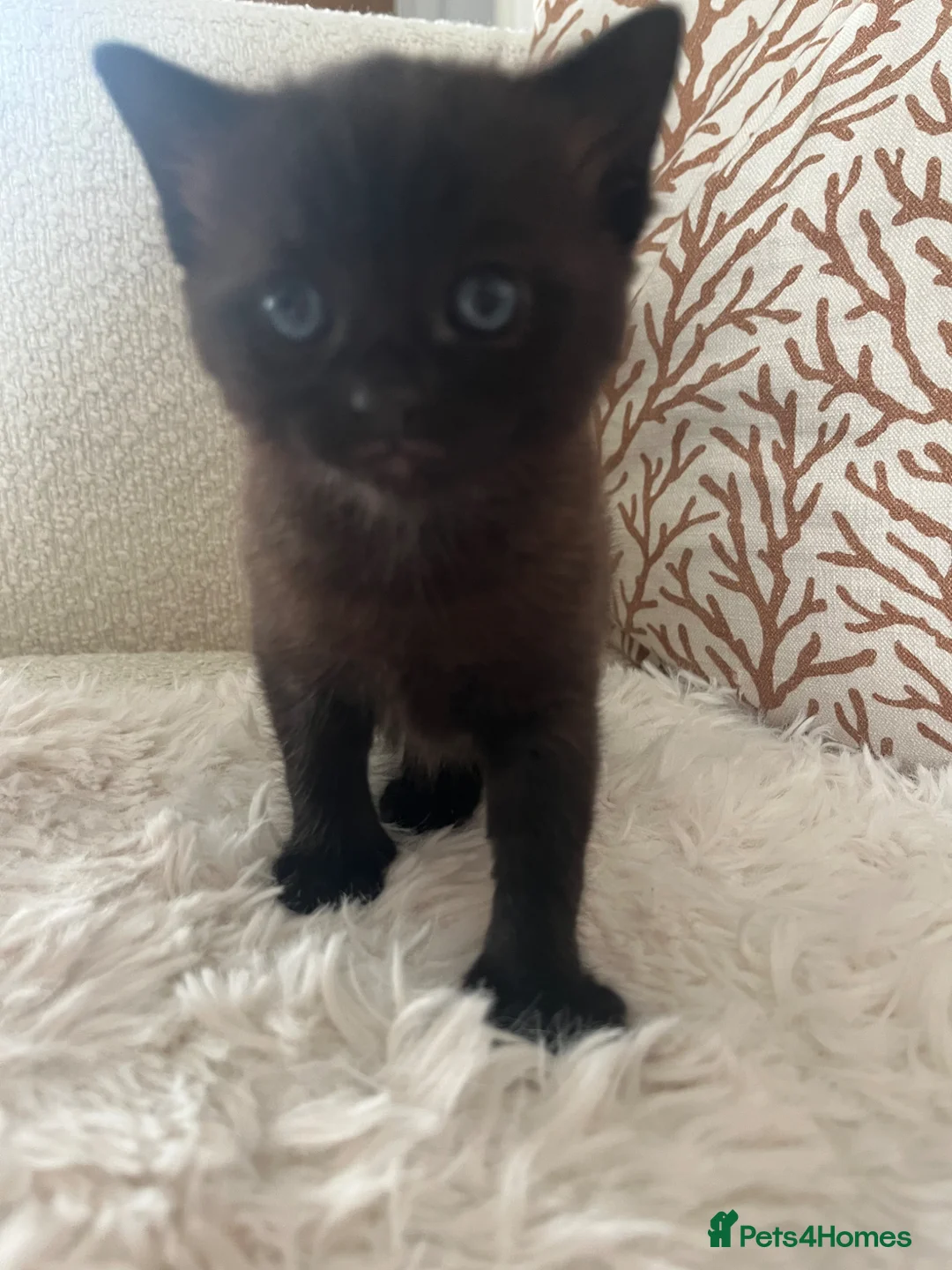 British Shorthair cats for sale: Beautiful little girl - Advert 2