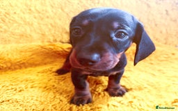 Dachshund dogs for sale: dachshund puppies  - Image 27