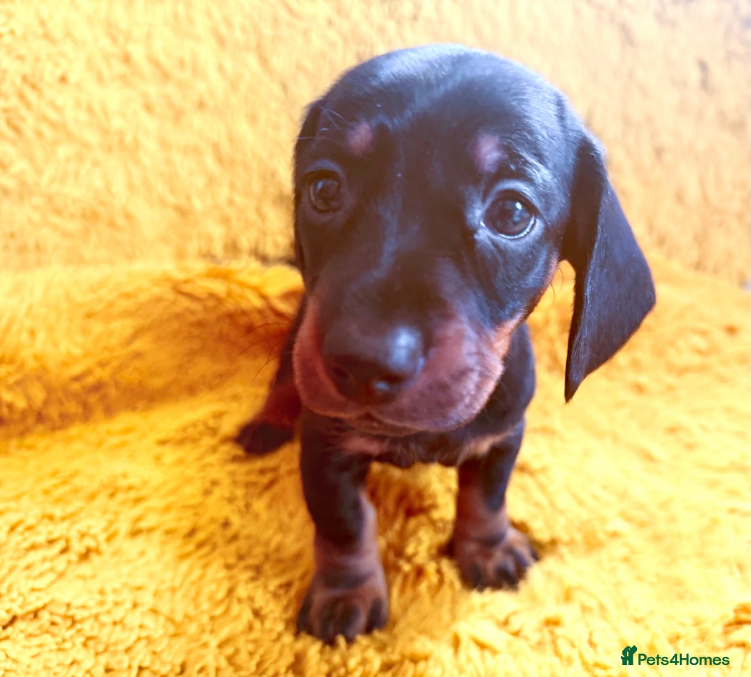Dachshund dogs for sale: dachshund puppies  - Image 27