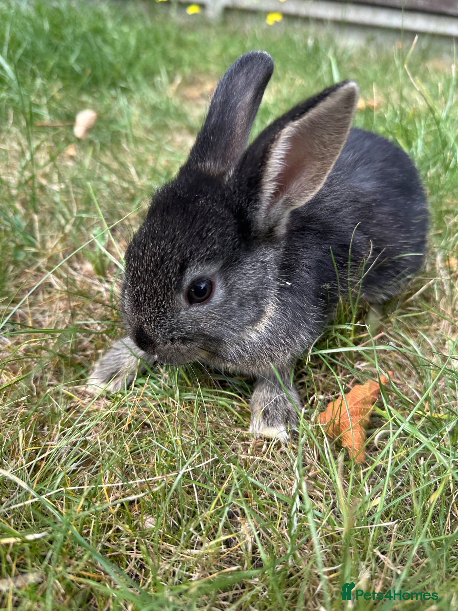 Dwarf Lop rabbits 2 Beautiful Dwarf lops ready to go !!  - Advert 6