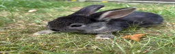 Dwarf Lop rabbits for sale: Beautiful Dwarf lop litter (Ready in one week)  in Bedford - Advert 15