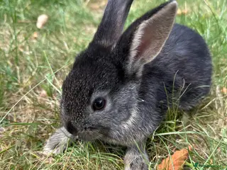 Dwarf Lop rabbits 2 Beautiful Dwarf lops ready to go !! - Advert 6