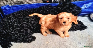 Cockapoo dogs 🐶🐾Tiny F2 cockapoo puppies🐶🐾 - Advert 5