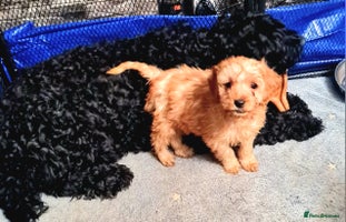 Cockapoo dogs 🐶🐾Tiny F2 cockapoo puppies🐶🐾 - Advert 8