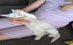 Turkish Van cats for sale:  Kittens reduced £40  READY TO LEAVE💕💕 - Image 3