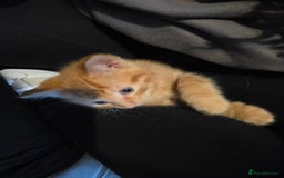 Mixed Breed cats for sale: Kittens for sale litter of 4, 2 left  - Image 1