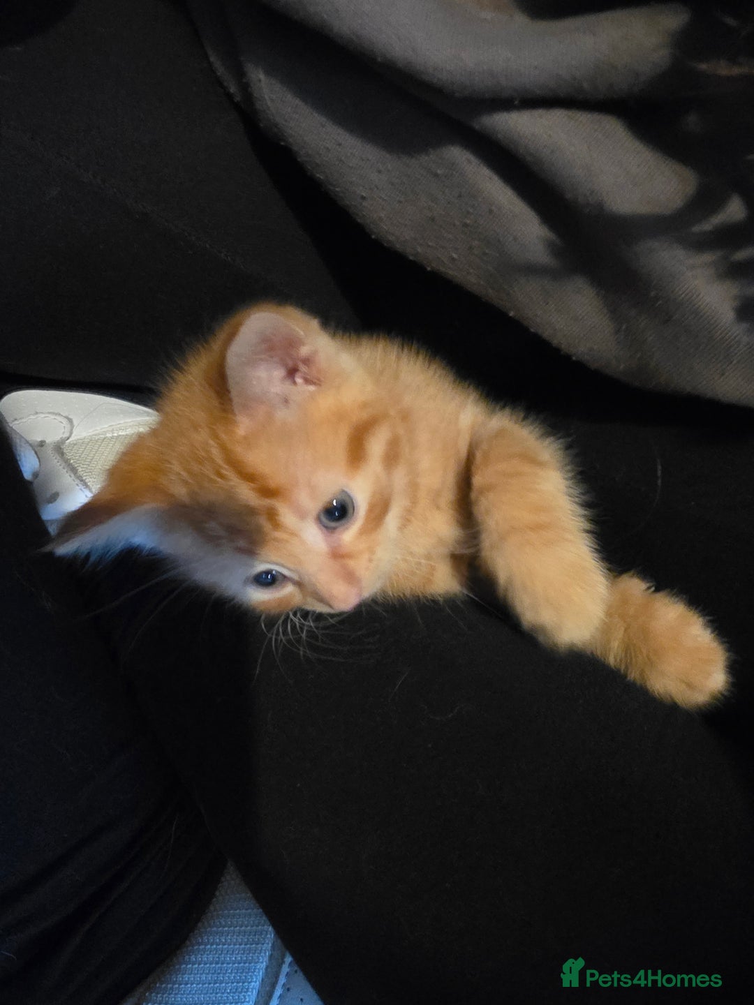 Mixed Breed cats for sale: Kittens for sale litter of 4, 2 left  - Image 1