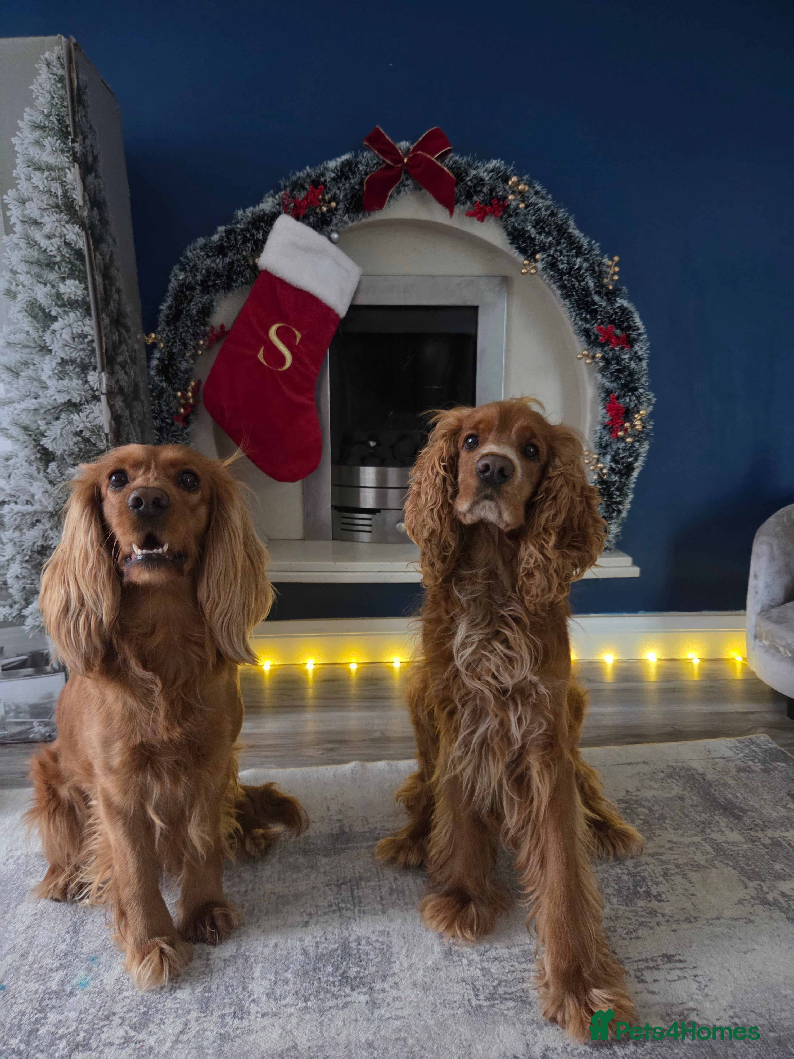 Cocker Spaniel dogs Cocker spaniel puppies - Advert 12