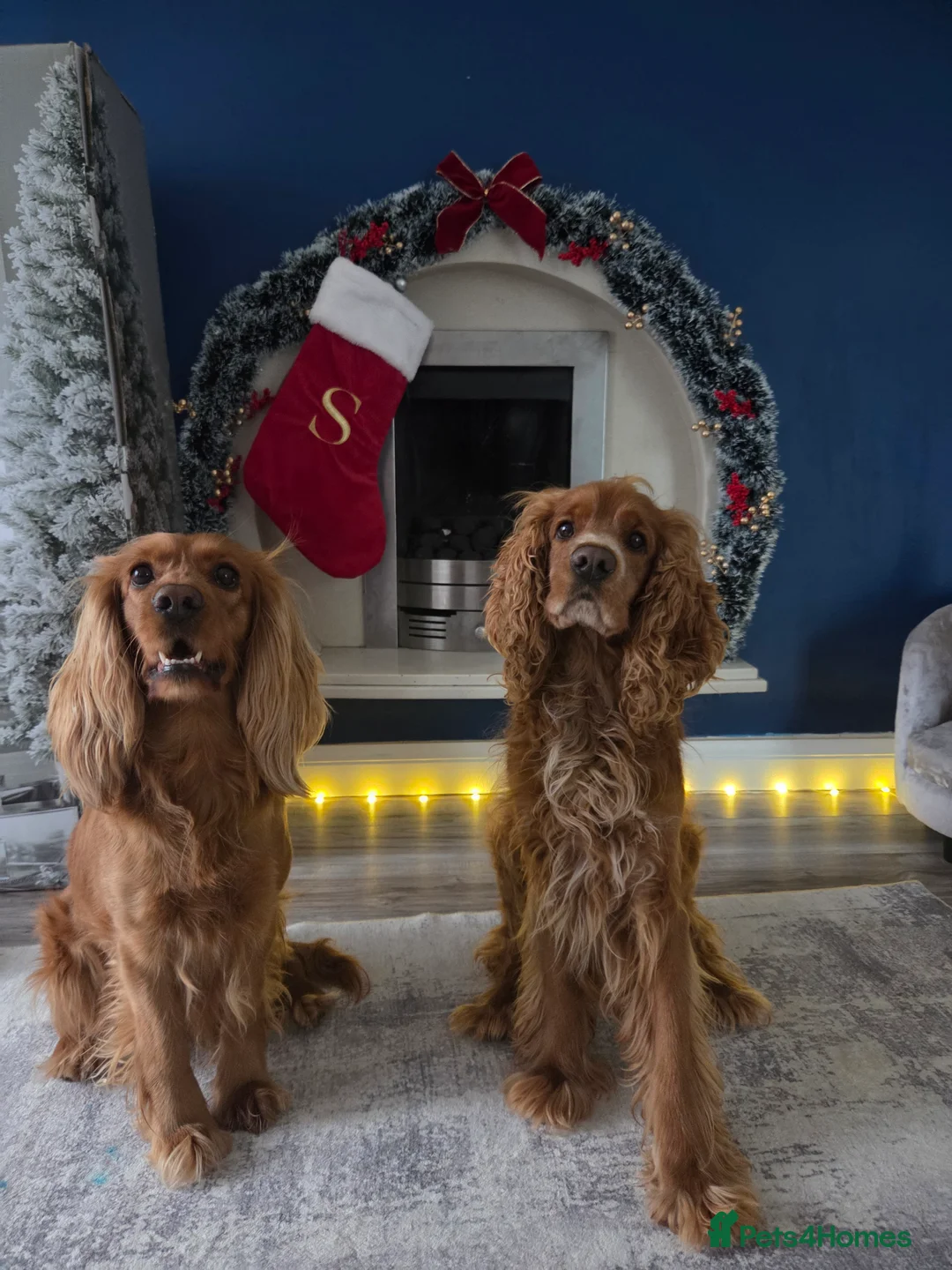 Cocker Spaniel dogs for sale: Cocker spaniel puppies - Advert 1