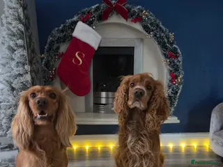 Cocker Spaniel dogs Cocker spaniel puppies - Advert 12