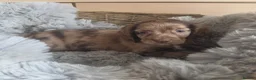 Cocker Spaniel dogs for sale: Rare coloured working type cocker spaniels! - Advert 19