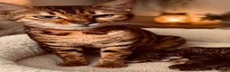 Bengal cats for sale: Bengal kittens - Advert 2