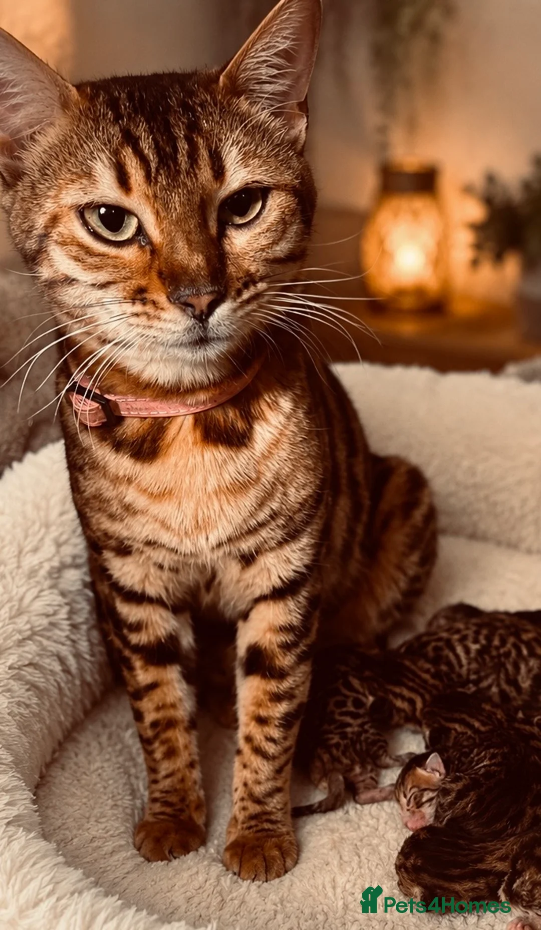 Bengal cats for sale: Bengal kittens - Advert 2