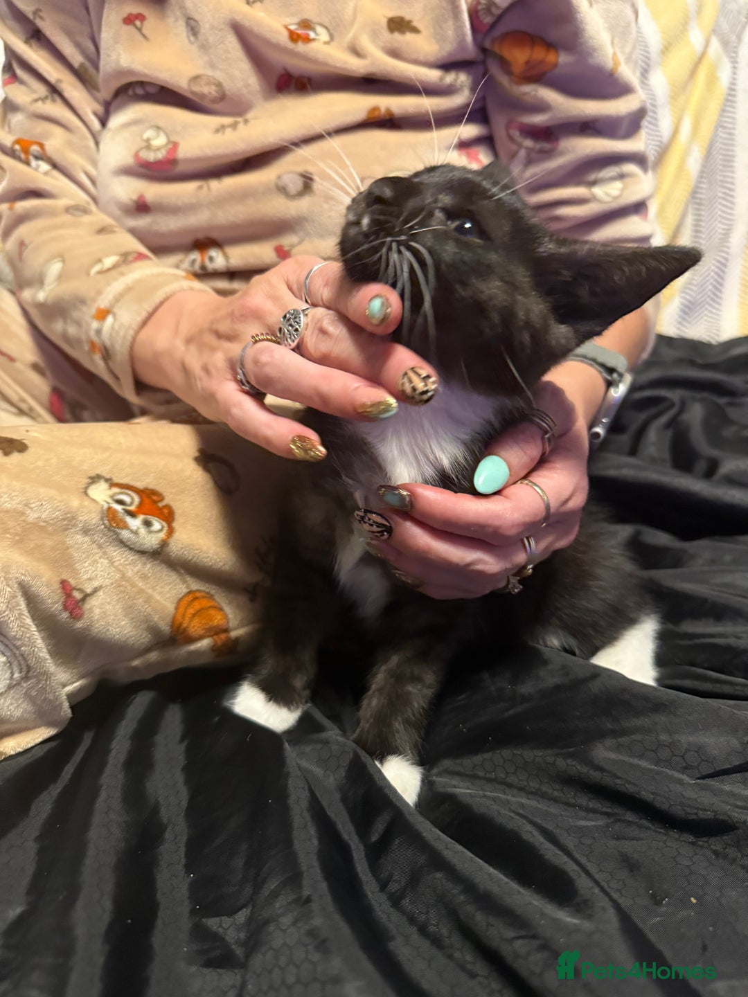 Maine Coon cats for sale: Maine coon x British shorthair kittens  - Image 6