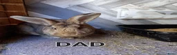 Continental Giant rabbits for sale: Continentals ready now - Advert 10