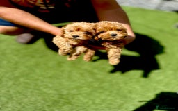 Cavapoochon dogs for sale: Cavapoochon puppies  - Image 2