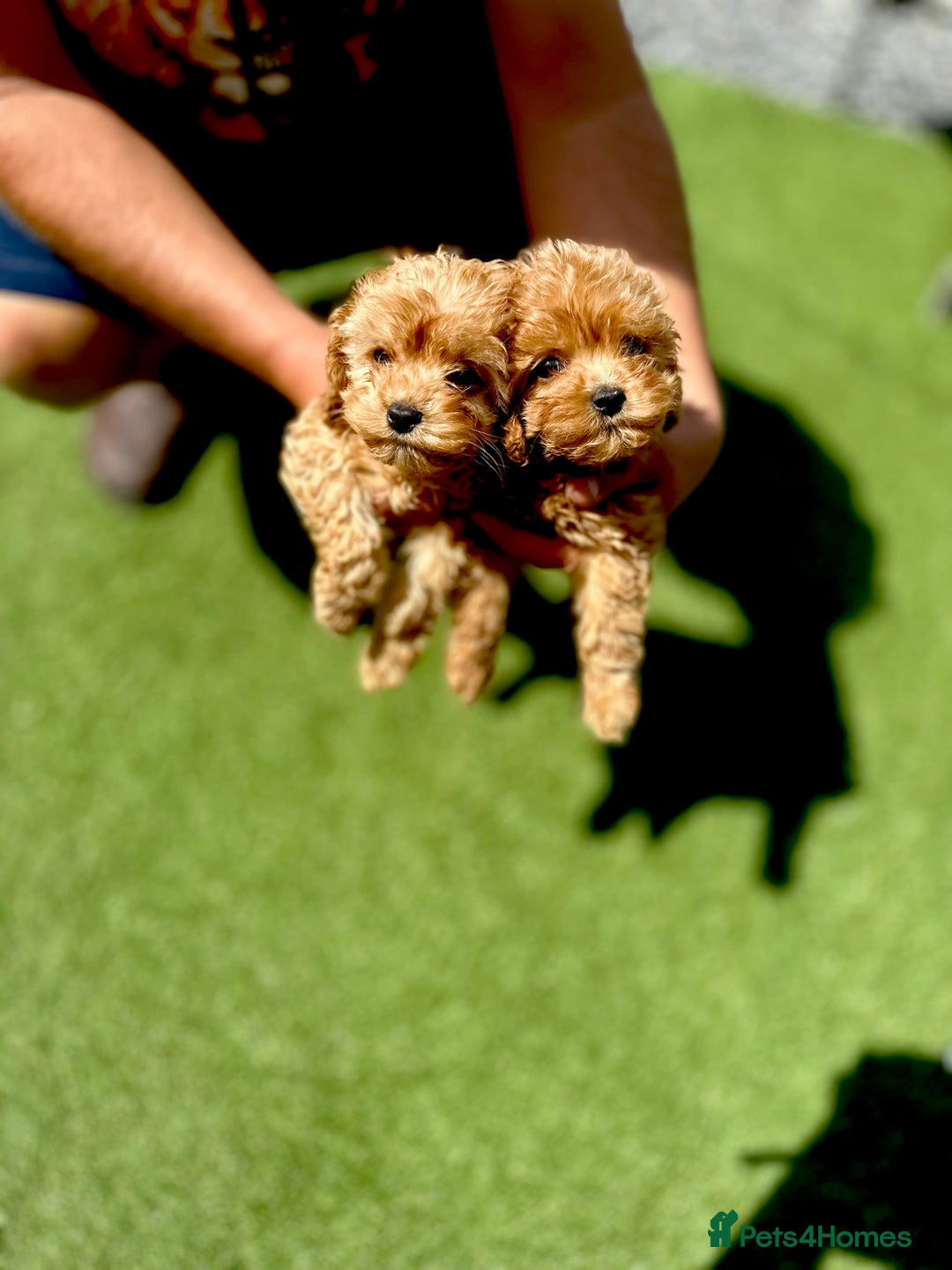 Cavapoochon dogs for sale: Cavapoochon puppies  - Image 2