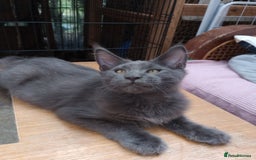 Maine Coon cats for sale: Maicoon XXL  - Image 7