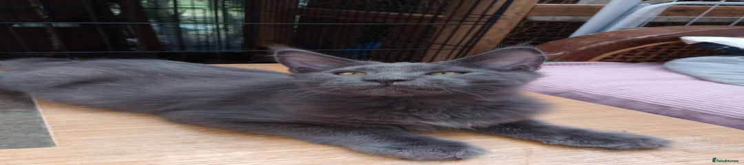 Maine Coon Kitten 2