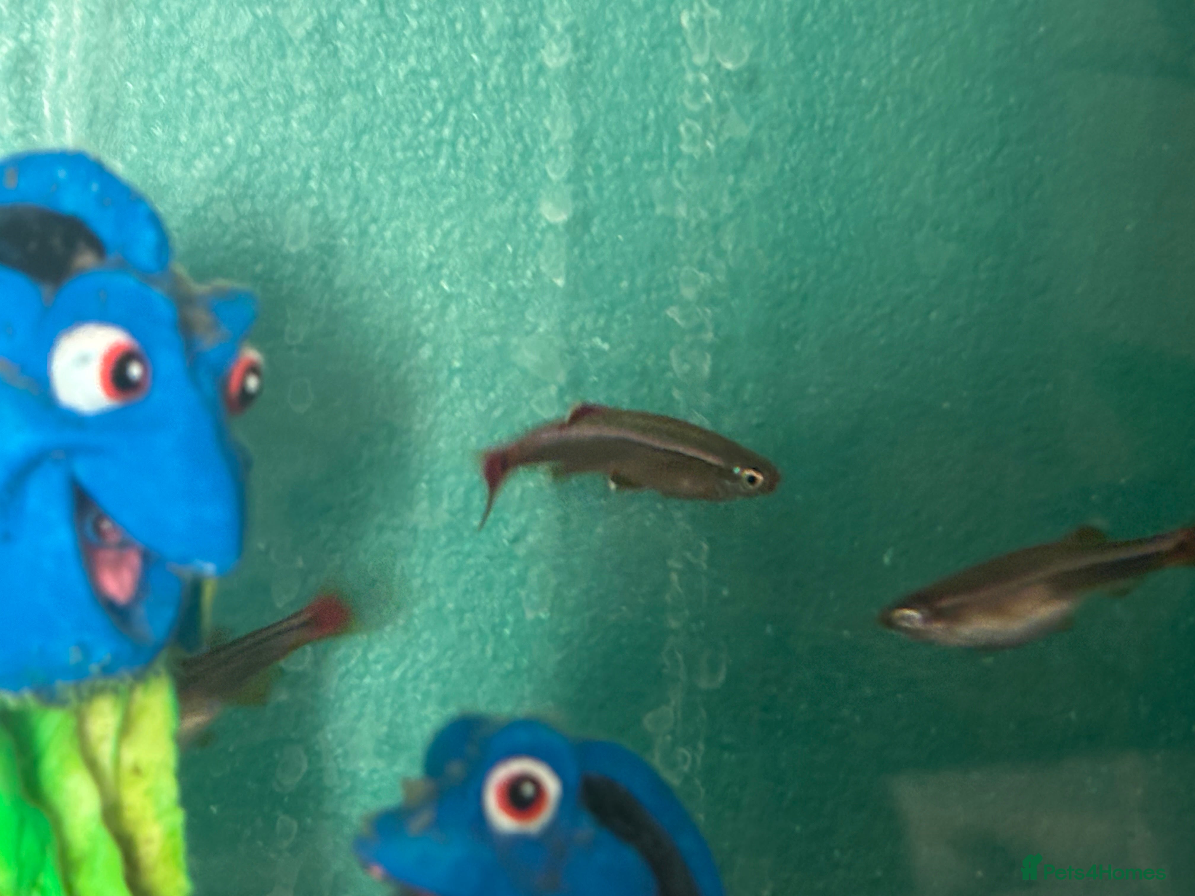 Minnows fish White clouds mountain minnows and tank  - Advert 1