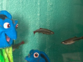 Minnows fish White clouds mountain minnows and tank - Advert 1