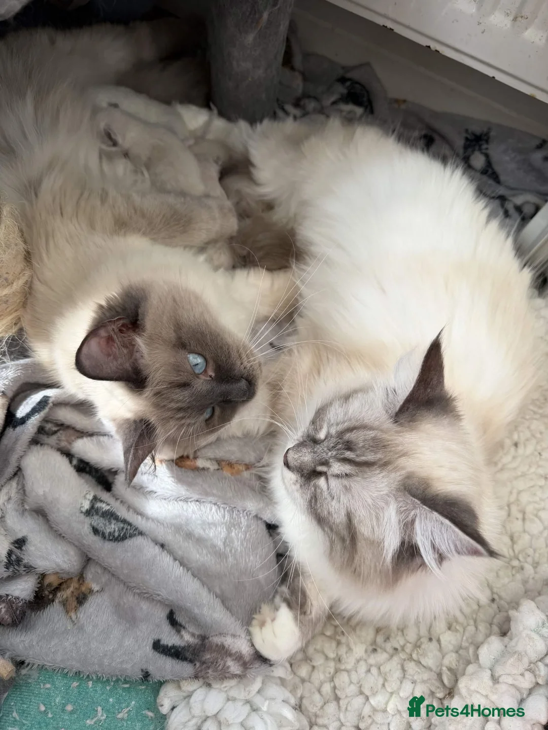 Siberian cats for sale: *Ready To Leave!* Siberian Neva Masquerade Kittens - Advert 8