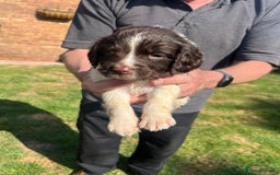 English Springer Spaniel dogs for sale: Liver & White working springer spaniel pups - Image 4