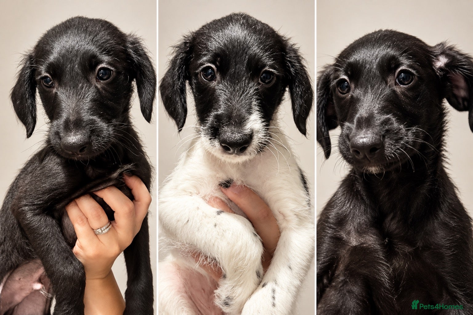 Mixed Breed dogs  Beautiful Whippet x Poodle puppies - Advert 1