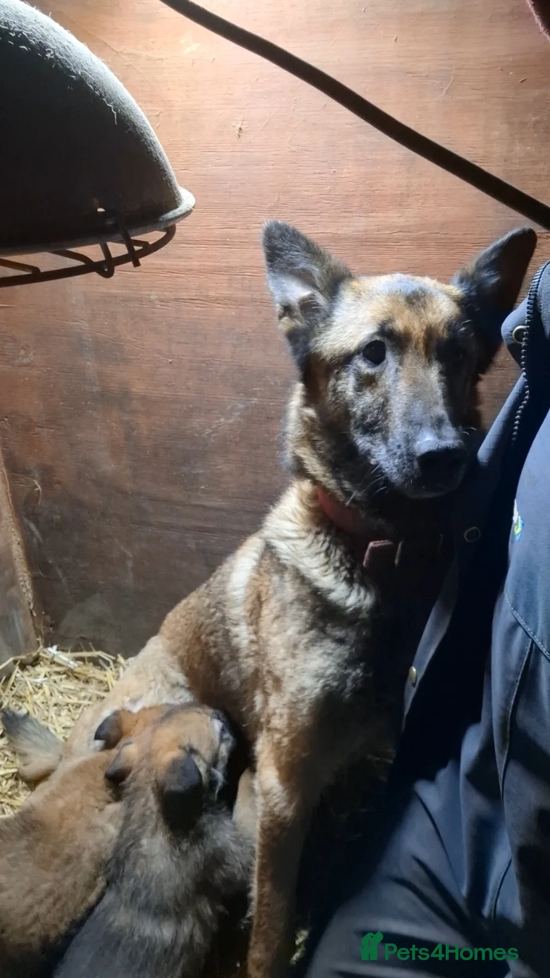 Mixed Breed dogs for sale: Beautiful Belguim Malinois puppies  - Advert 15